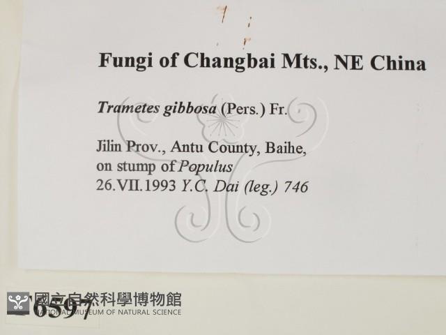 偏腫栓菌藏品圖，第2張