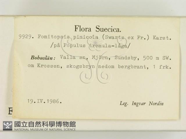 松生擬層孔菌藏品圖，第2張