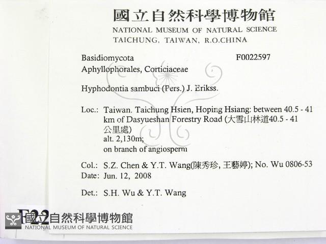 冇骨消絲齒菌藏品圖，第2張