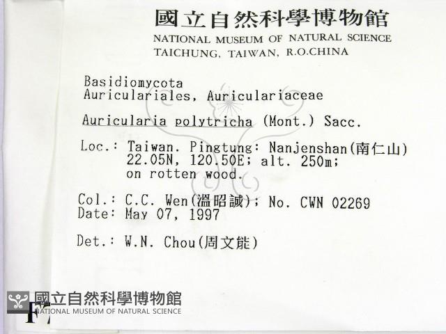 毛木耳藏品圖，第2張