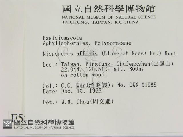 相鄰小孔菌藏品圖，第2張