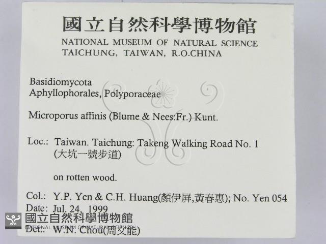 相鄰小孔菌藏品圖，第2張