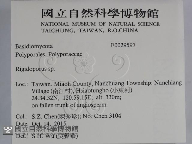 硬孔菌屬藏品圖，第2張