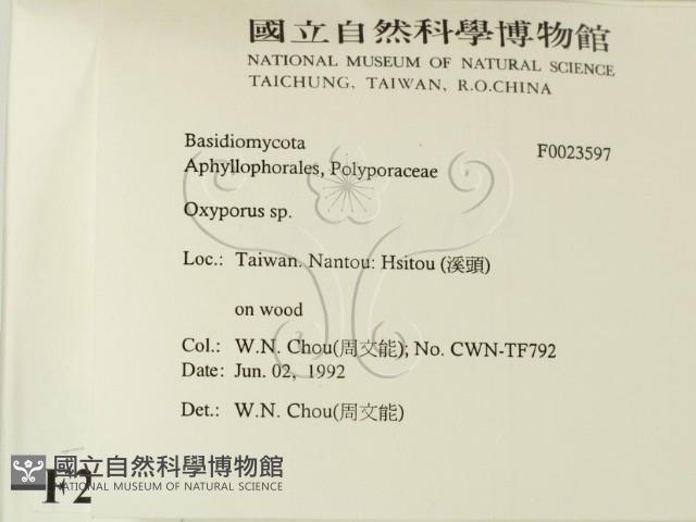 銳孔菌屬藏品圖，第2張