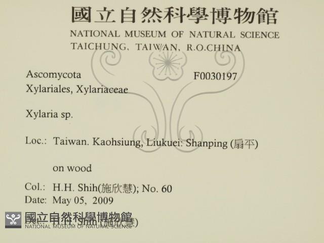 炭角菌屬藏品圖，第2張