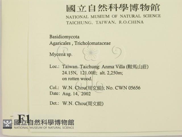 小菇屬藏品圖，第2張