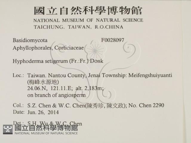 剛毛絲皮菌藏品圖，第2張