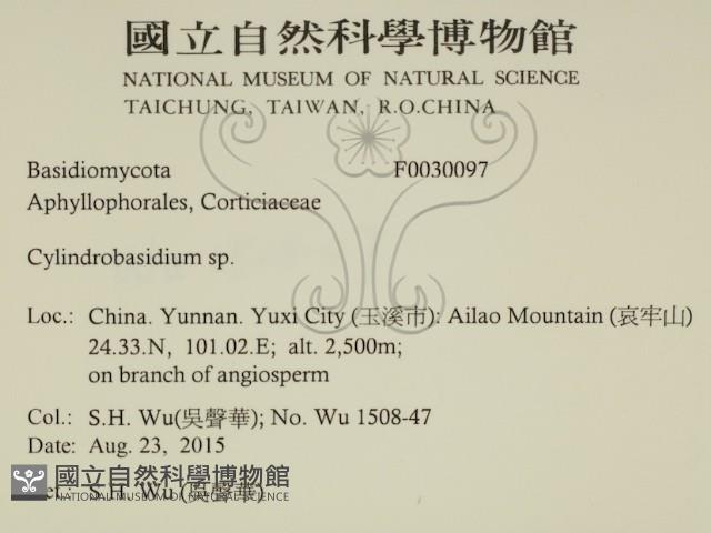 柱擔菌屬藏品圖，第2張