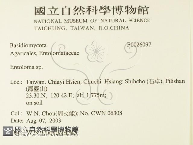 粉褶菌屬藏品圖，第2張