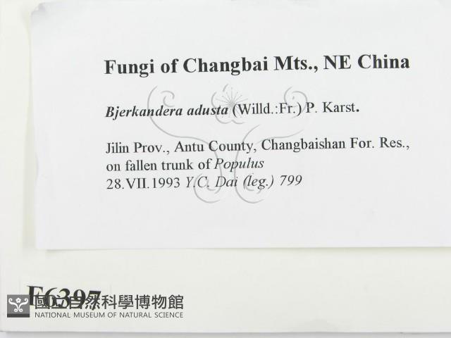 煙管菌藏品圖，第2張