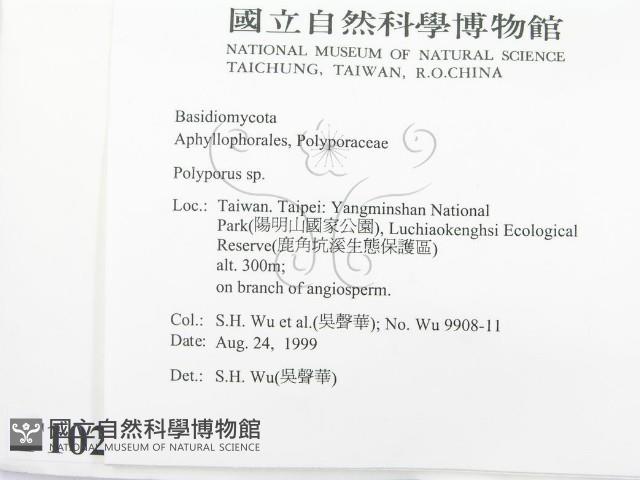 多孔菌屬藏品圖，第2張