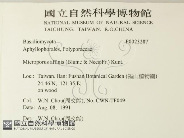 相鄰小孔菌藏品圖，第2張