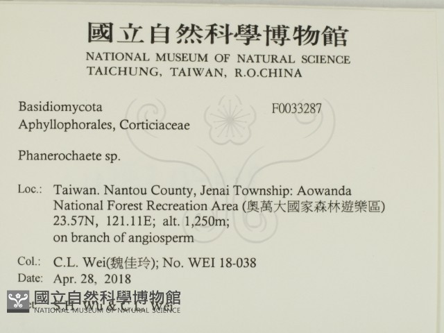 顯絲菌屬藏品圖，第2張