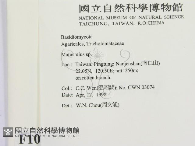 小皮傘屬藏品圖，第2張