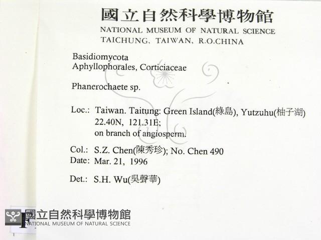 顯絲菌屬藏品圖，第2張