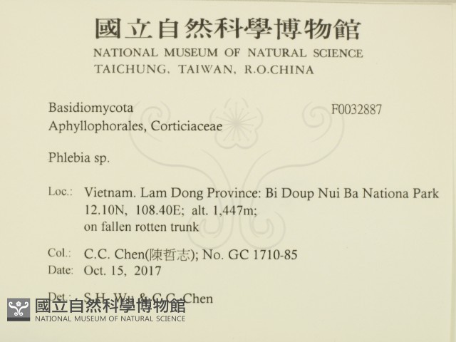 射脈菌屬藏品圖，第2張
