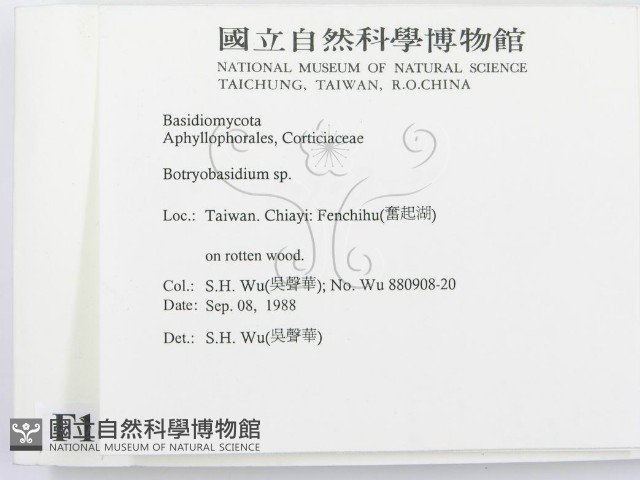 串擔革菌屬藏品圖，第2張