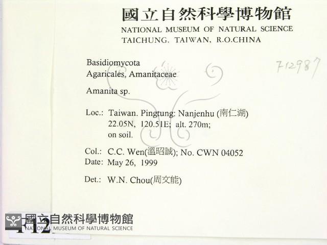 鵝膏屬藏品圖，第2張