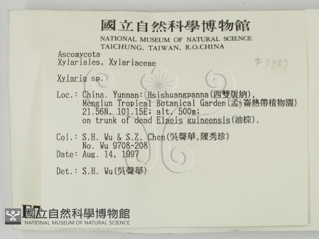 炭角菌屬藏品圖，第2張
