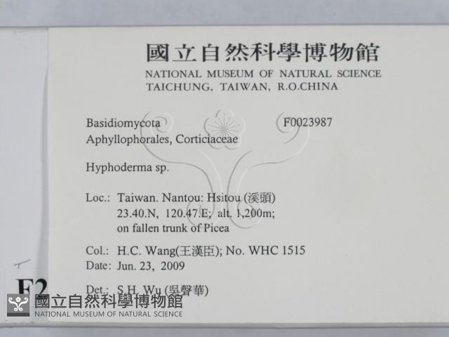 絲皮菌屬藏品圖，第2張