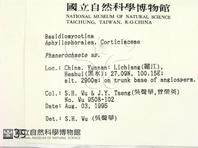 顯絲菌屬藏品圖，第2張