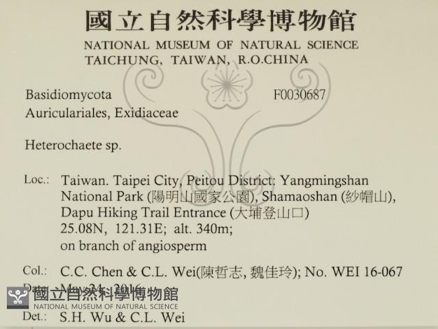 刺皮菌屬藏品圖，第2張