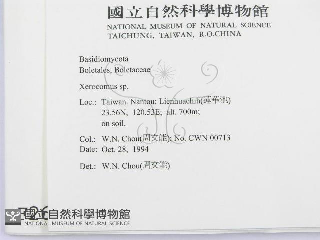 絨蓋牛肝菌屬藏品圖，第2張
