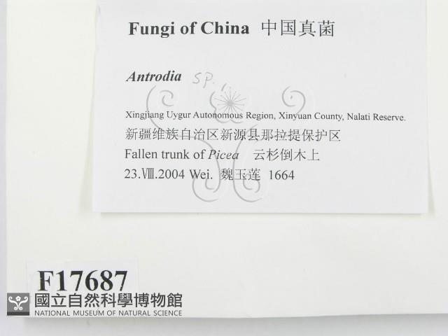 薄孔菌屬藏品圖，第2張