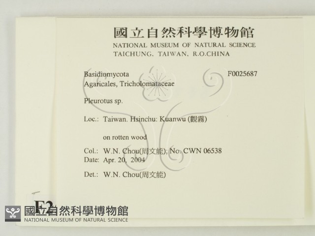 側耳屬藏品圖，第2張