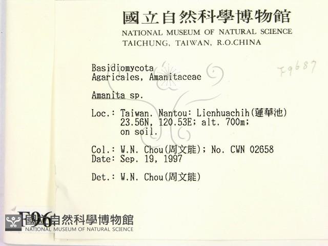 鵝膏屬藏品圖，第2張