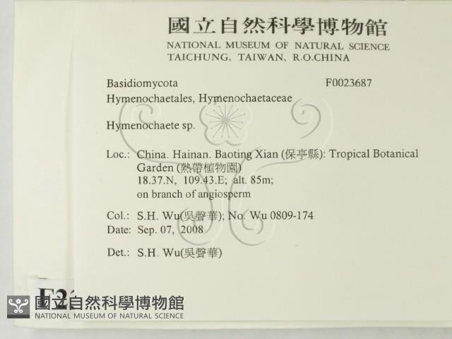 刺革菌屬藏品圖，第2張
