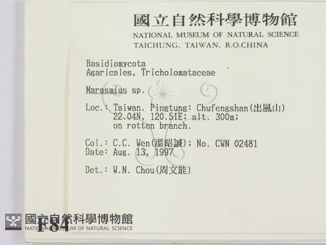 小皮傘屬藏品圖，第2張