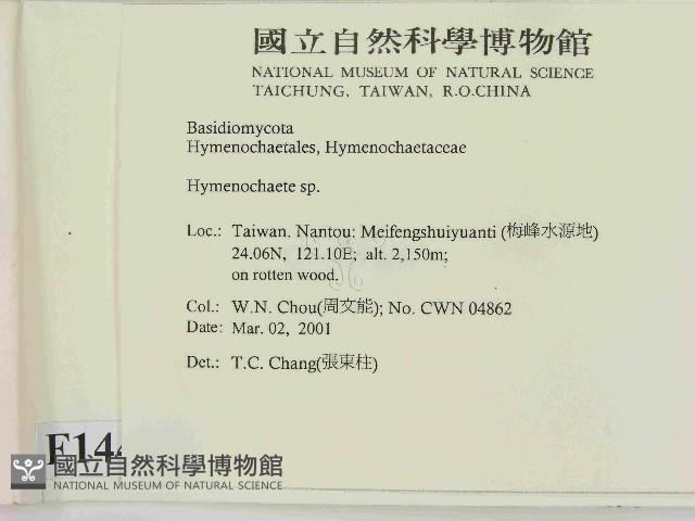 刺革菌屬藏品圖，第2張