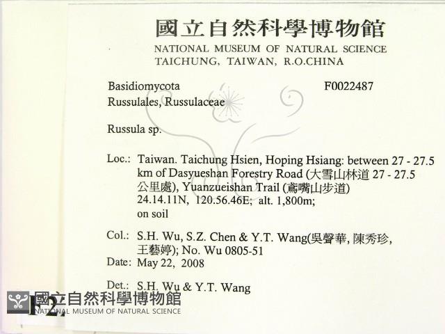 紅菇屬藏品圖，第2張