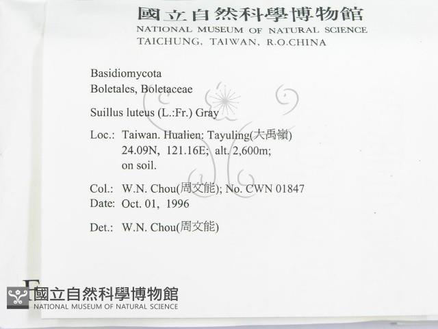 登錄號:F0005487藏品圖，第2張