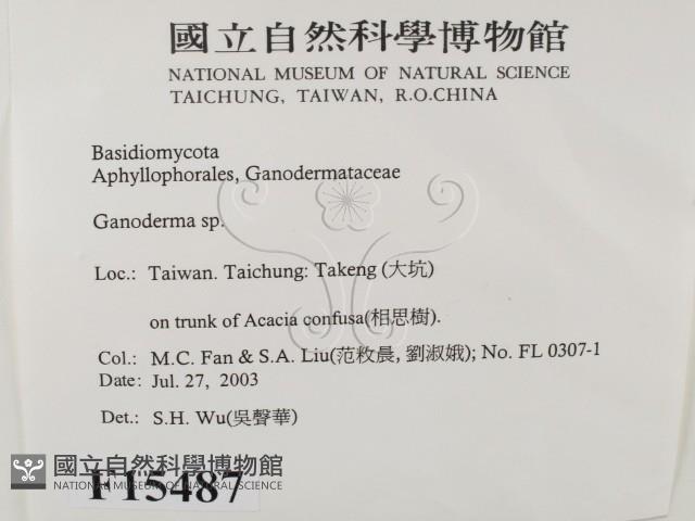 靈芝屬藏品圖，第2張