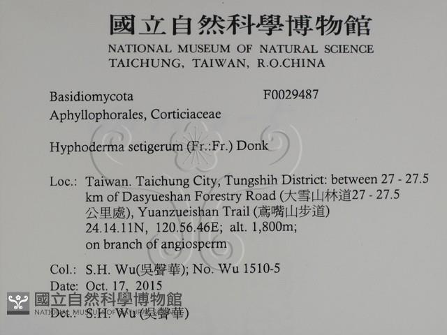 剛毛絲皮菌藏品圖，第2張