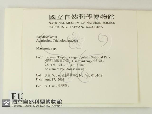 小皮傘屬藏品圖，第2張