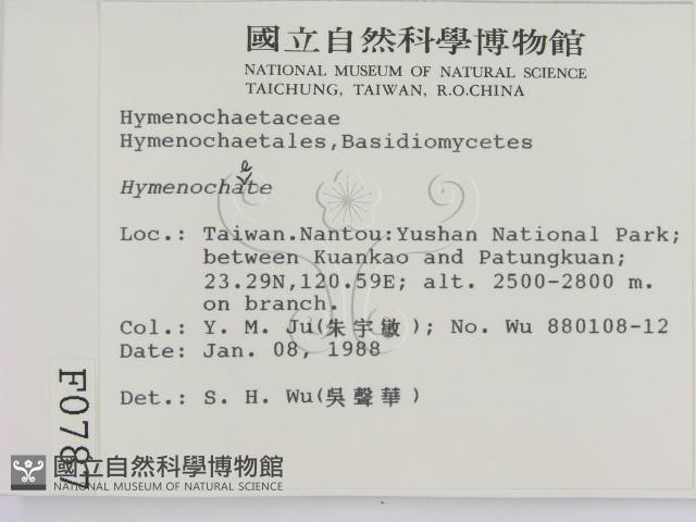 刺革菌屬藏品圖，第2張