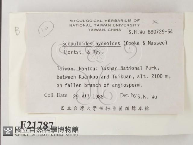 針齒銳岩菌藏品圖，第2張