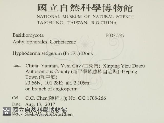 剛毛絲皮菌藏品圖，第2張