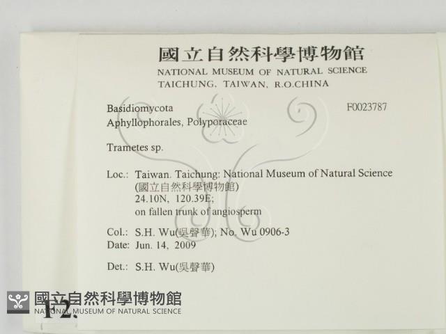 栓菌屬藏品圖，第2張