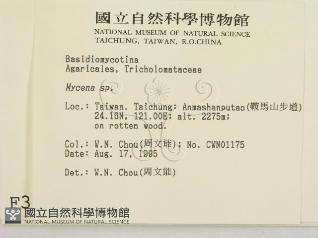 小菇屬藏品圖，第2張