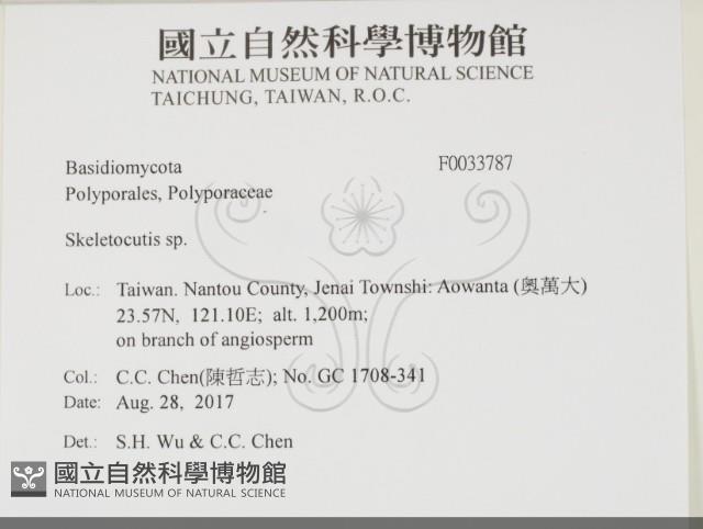 骨皮菌屬藏品圖，第2張