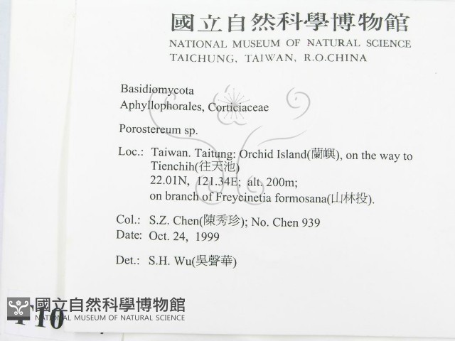 孔韌菌屬藏品圖，第2張