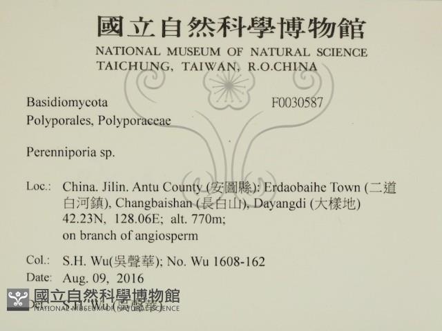 多年臥孔菌屬藏品圖，第2張