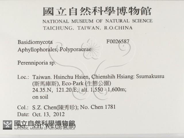 多年臥孔菌屬藏品圖，第2張
