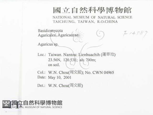 傘菌屬藏品圖，第2張