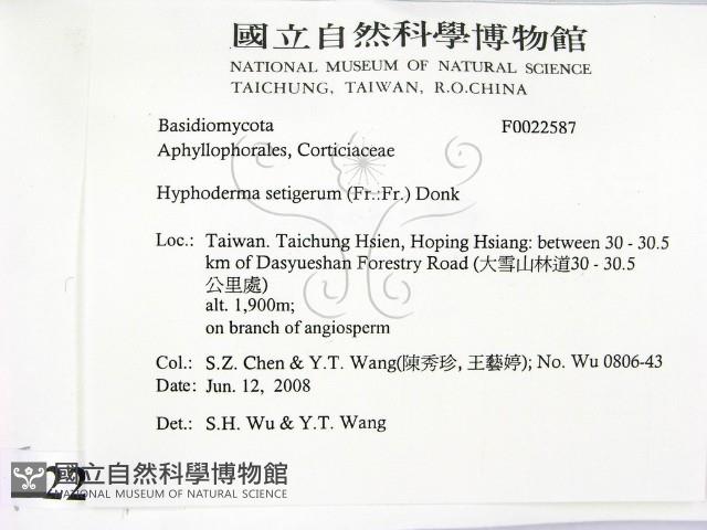 剛毛絲皮菌藏品圖，第2張