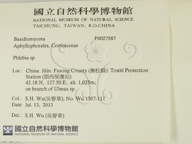 射脈菌屬藏品圖，第2張